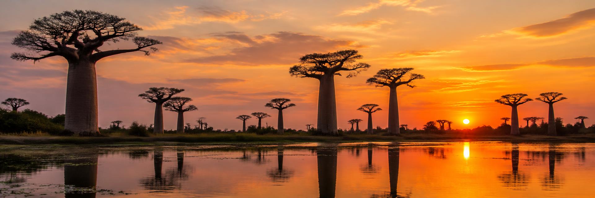 Baobabs al atardecer en Senegal